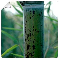 Bambu Phyllostachys b. Tanakae